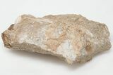Otodus Shark Tooth Fossil in Rock - Eocene #201172-2